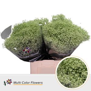 25x Gipskruid m.stars mintgroen 70cm