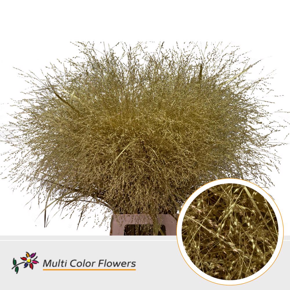 150x Gs panicum goud 80cm