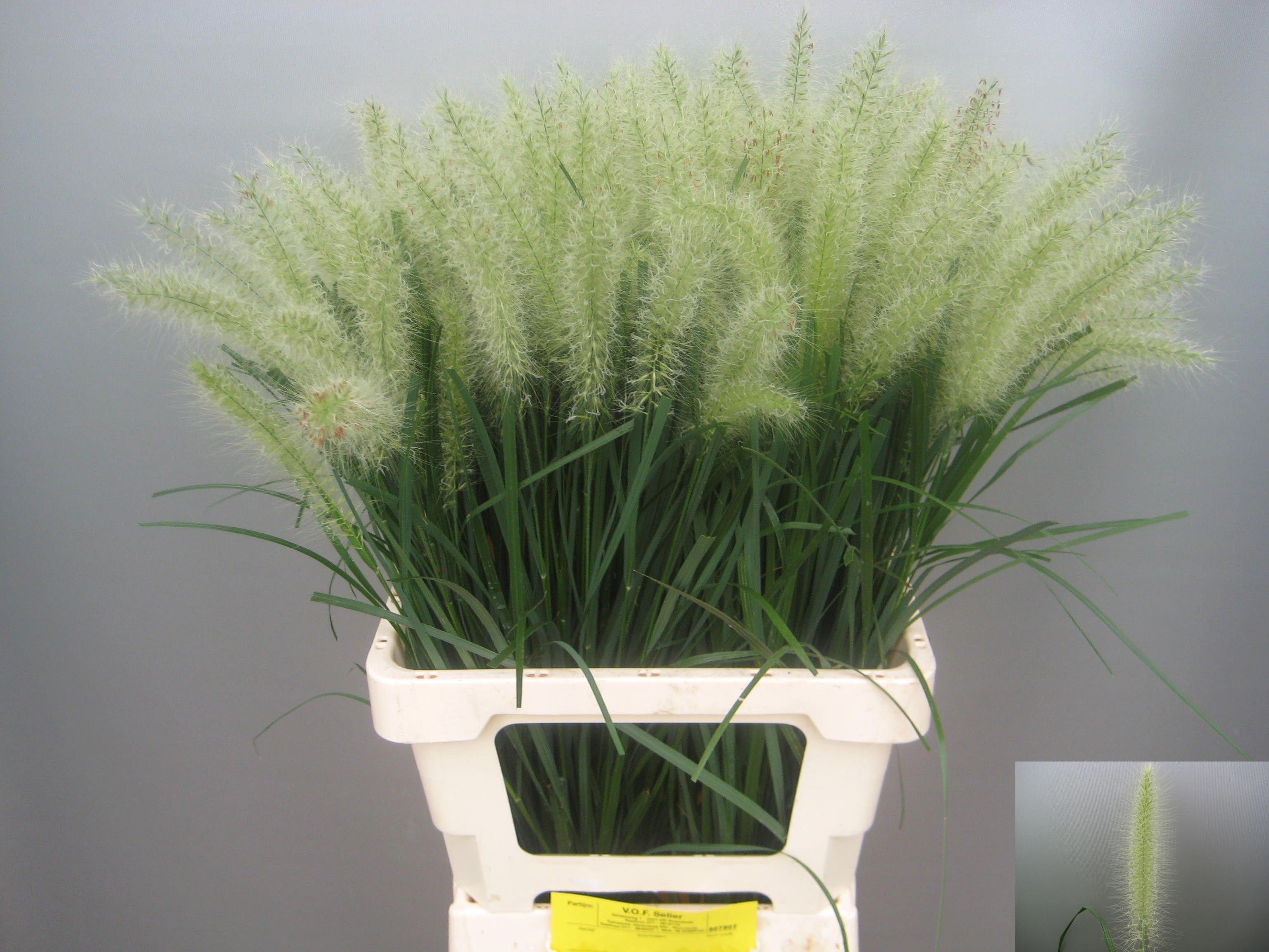 50x Gs pennisetum blondie 60cm