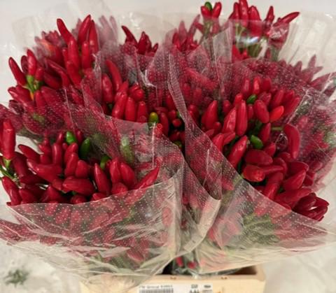 1x Sf capsicum red fire 50cm