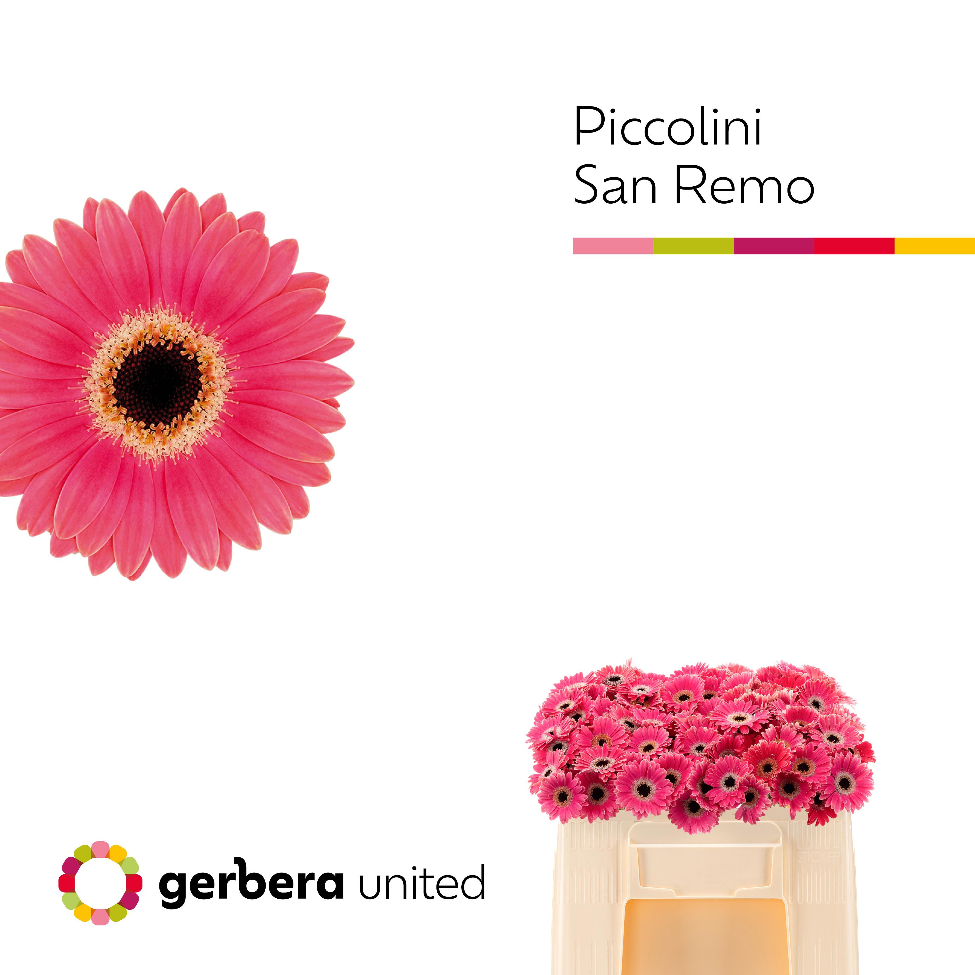 20x Germ.pic.sanremo zh 50cm