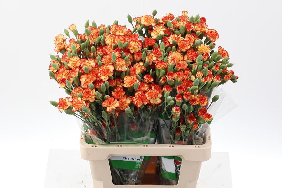 20x Dian.tr.carimbo 60cm