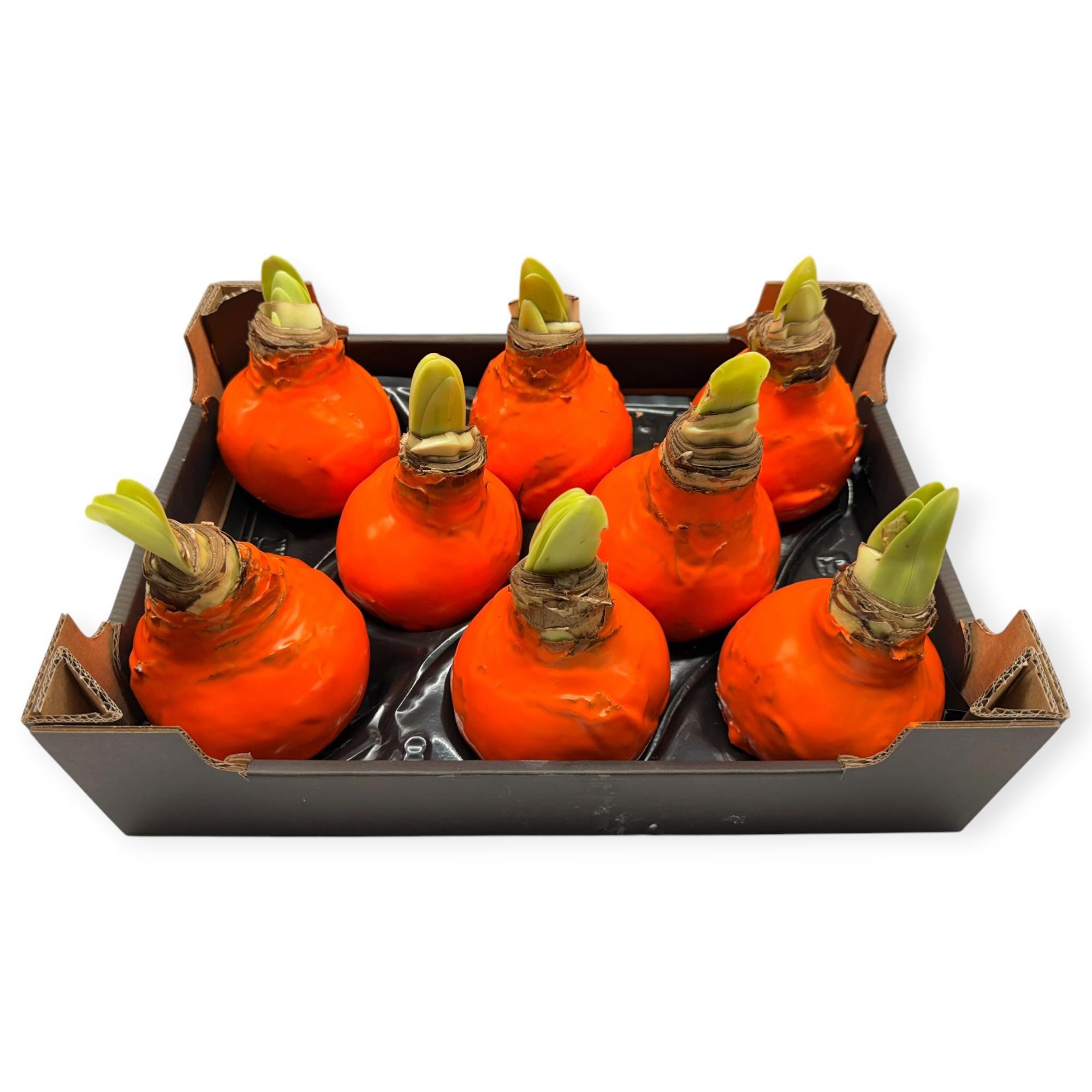 8x Dc wax hipp.oranje
