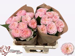 10x Rosa tender love 50cm