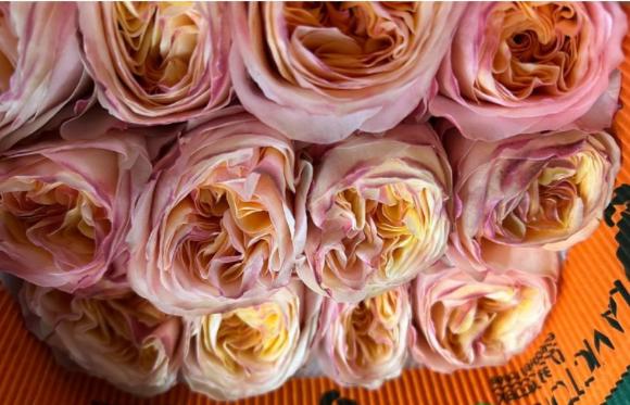 10x Rosa juicy x-pression 50cm