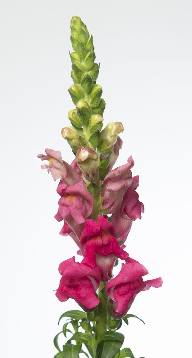 10x Antir.antibes pink 70cm