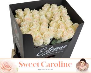 10x Rosa sweet caroline 70cm