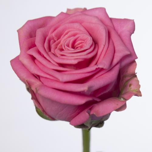 10x Rosa charlotte 60cm