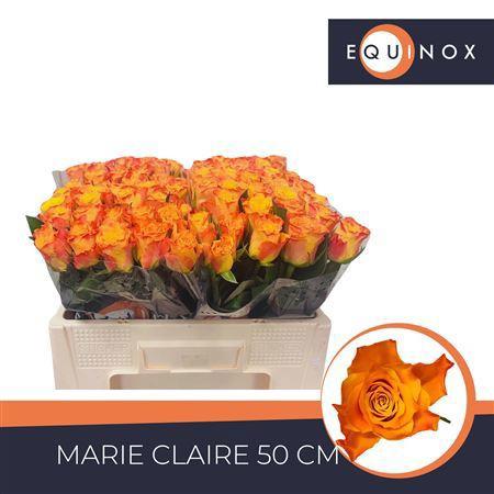 20x Rosa marie-claire! 50cm