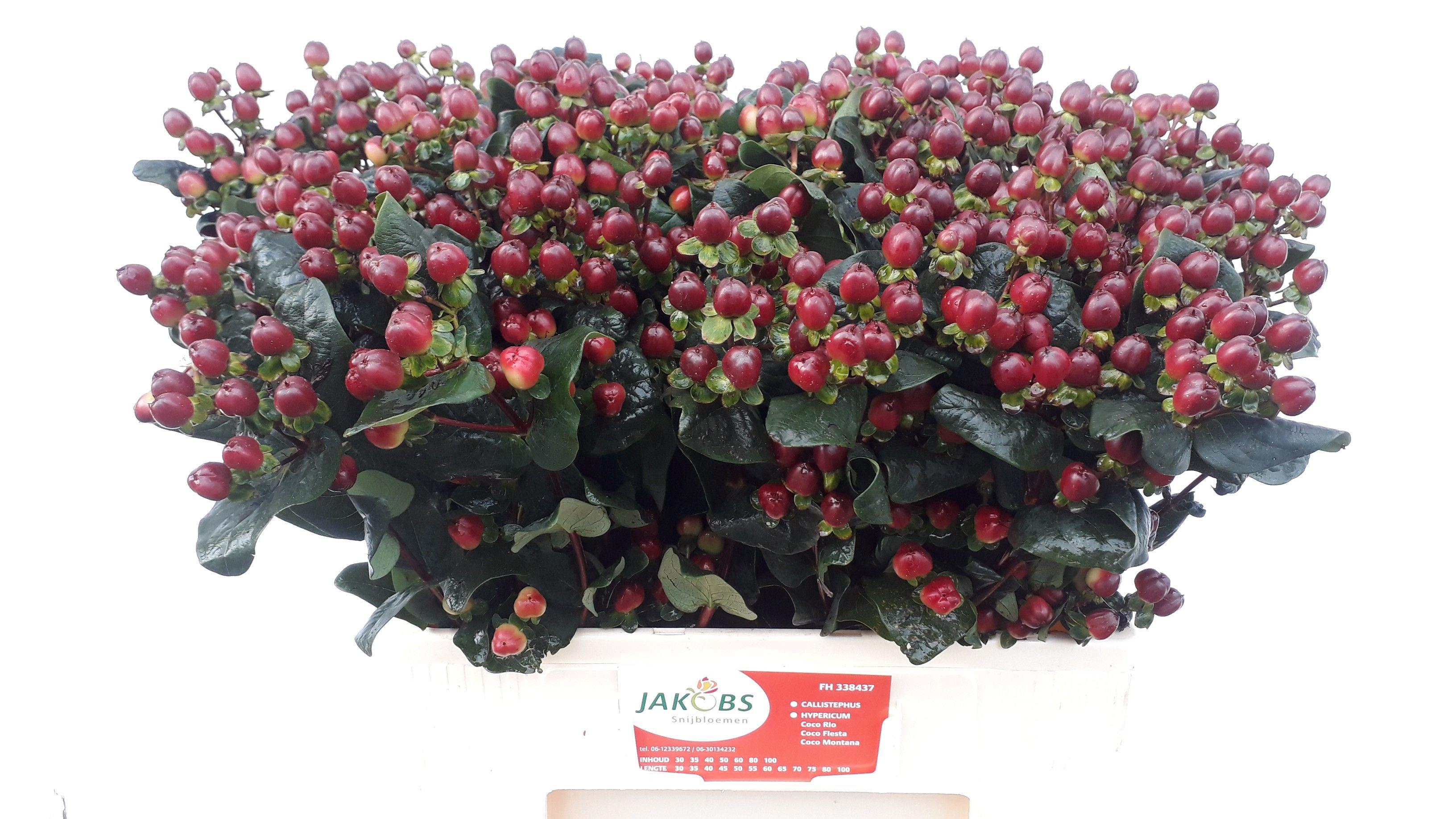 20x Hyper.coco montana 60cm