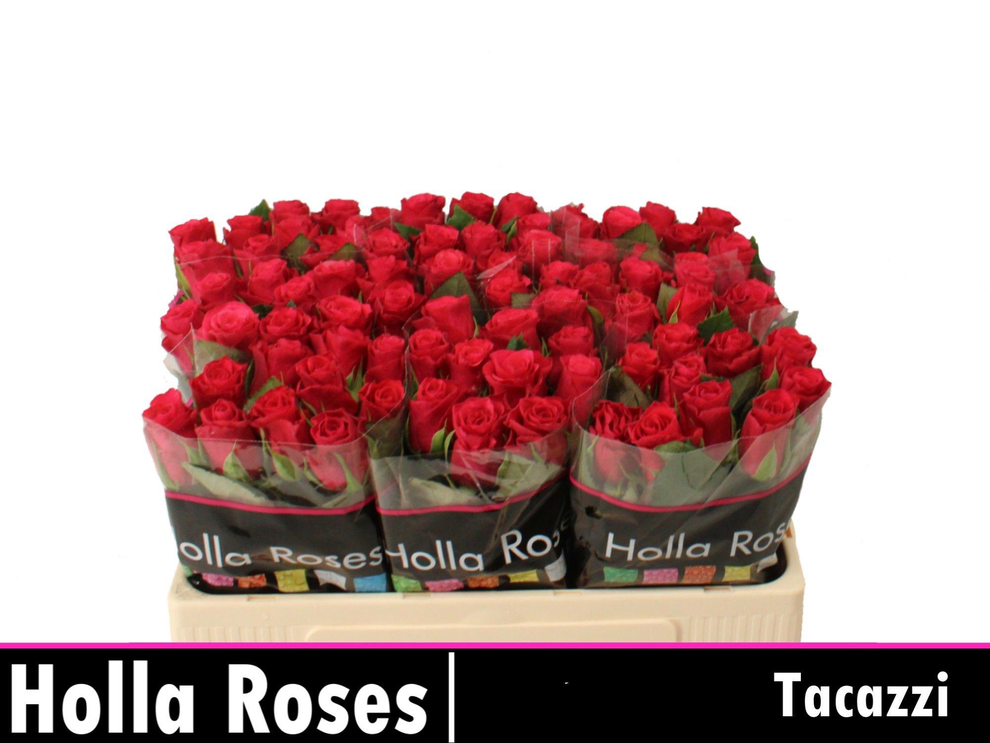 20x Rosa tacazzi+ 50cm