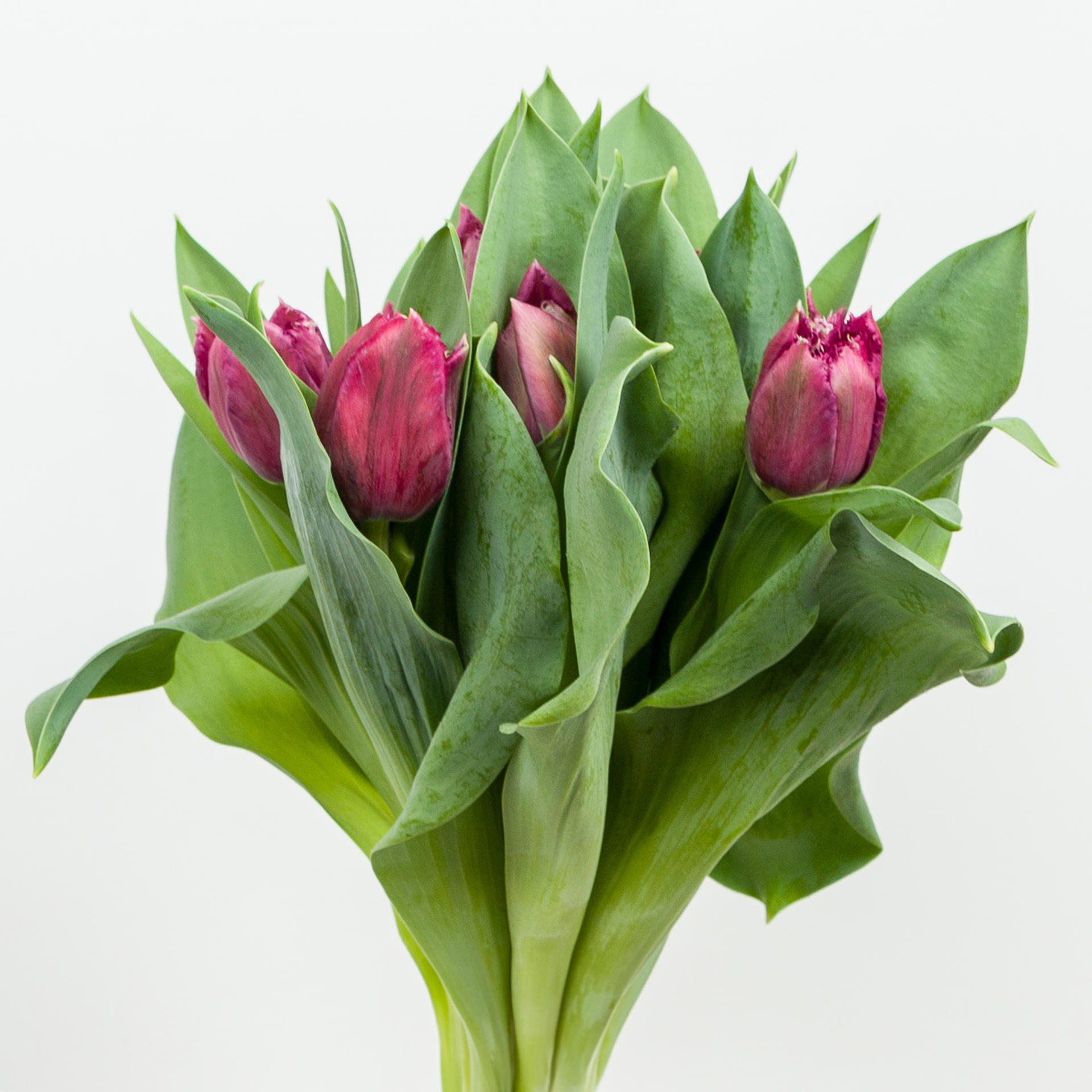 50x Tulipa mascotte gf 40cm