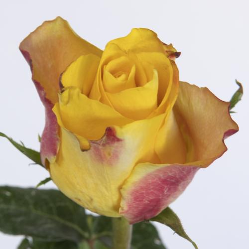 10x Rosa downtown! 30cm