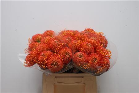 10x Leucos.gold dust 40cm