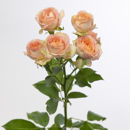 10x Rosa azore 60cm