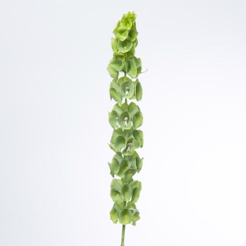 10x Moluccella laevis 80cm
