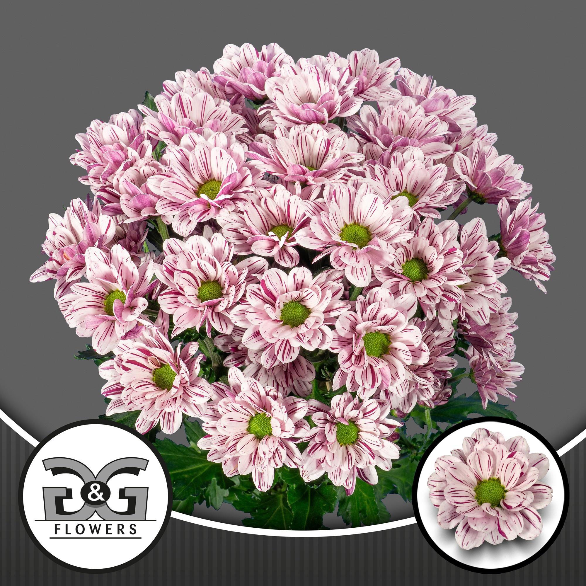 10x Chrysant festival 70cm