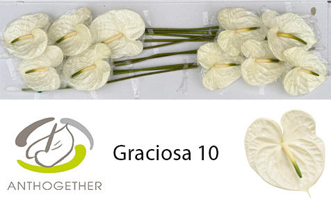 10x Anth.graciosa 10cm