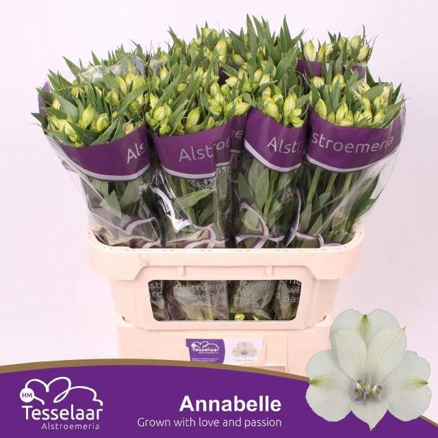 10x Alstroemeria annabelle 70cm