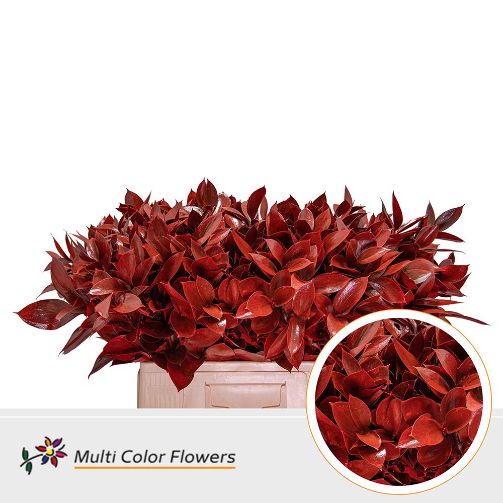 50x Sg ruscus rood 60cm