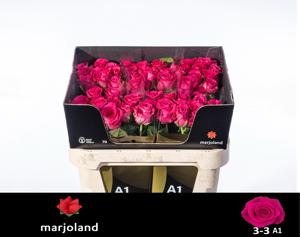 10x Rosa xoch 70cm
