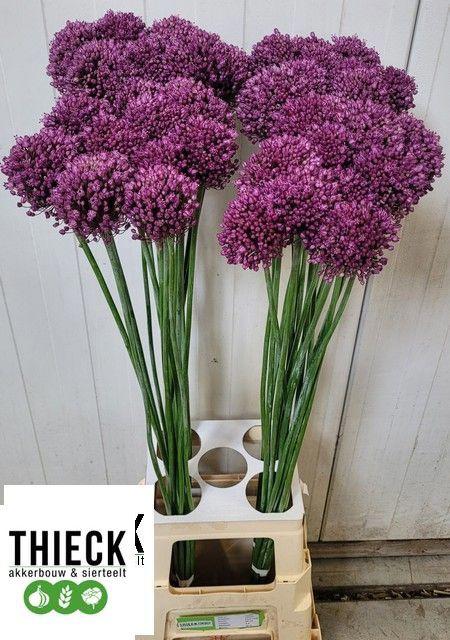 10x Allium pink lady 80cm