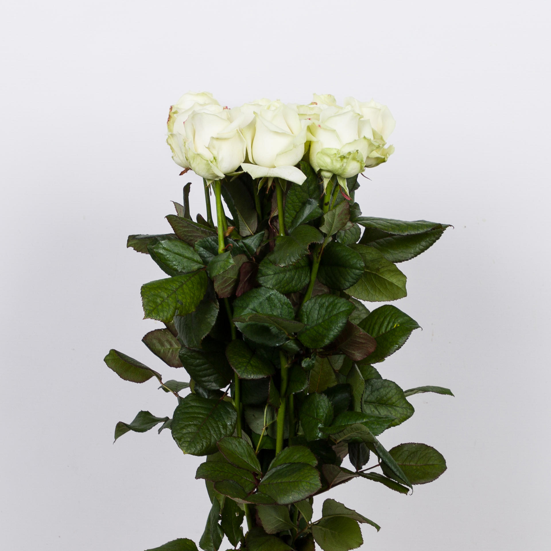 10x Rosa avalanche+ 60cm
