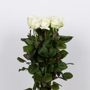 10x Rosa avalanche+ 60cm