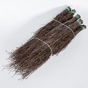 50x Tk betula 70cm