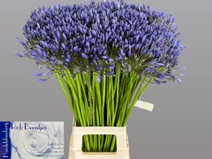 10x Agapanthus blue giant 70cm