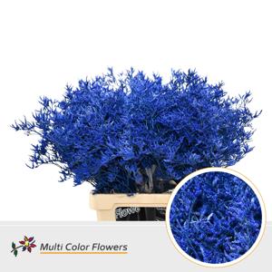 25x Lim. blauw 70cm