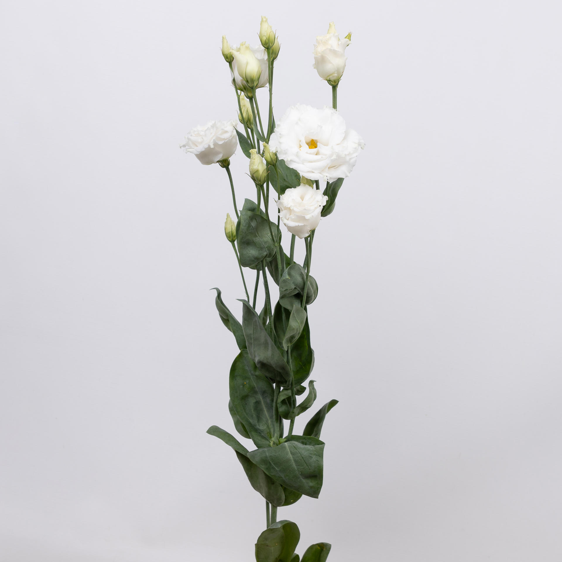 10x Eust.celeb chrystal du 70cm