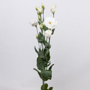 10x Eust.celeb chrystal du 70cm