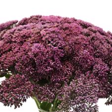 25x Sedum milka 50cm