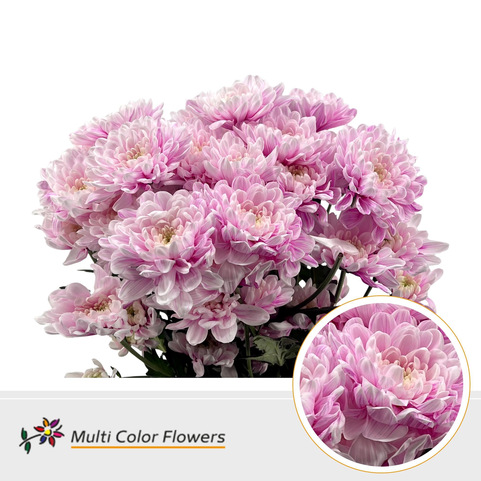 10x Chrysant overig 60cm