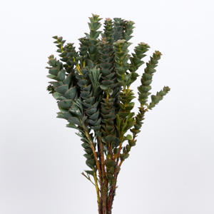50x Pg paranomus reflexus 50cm