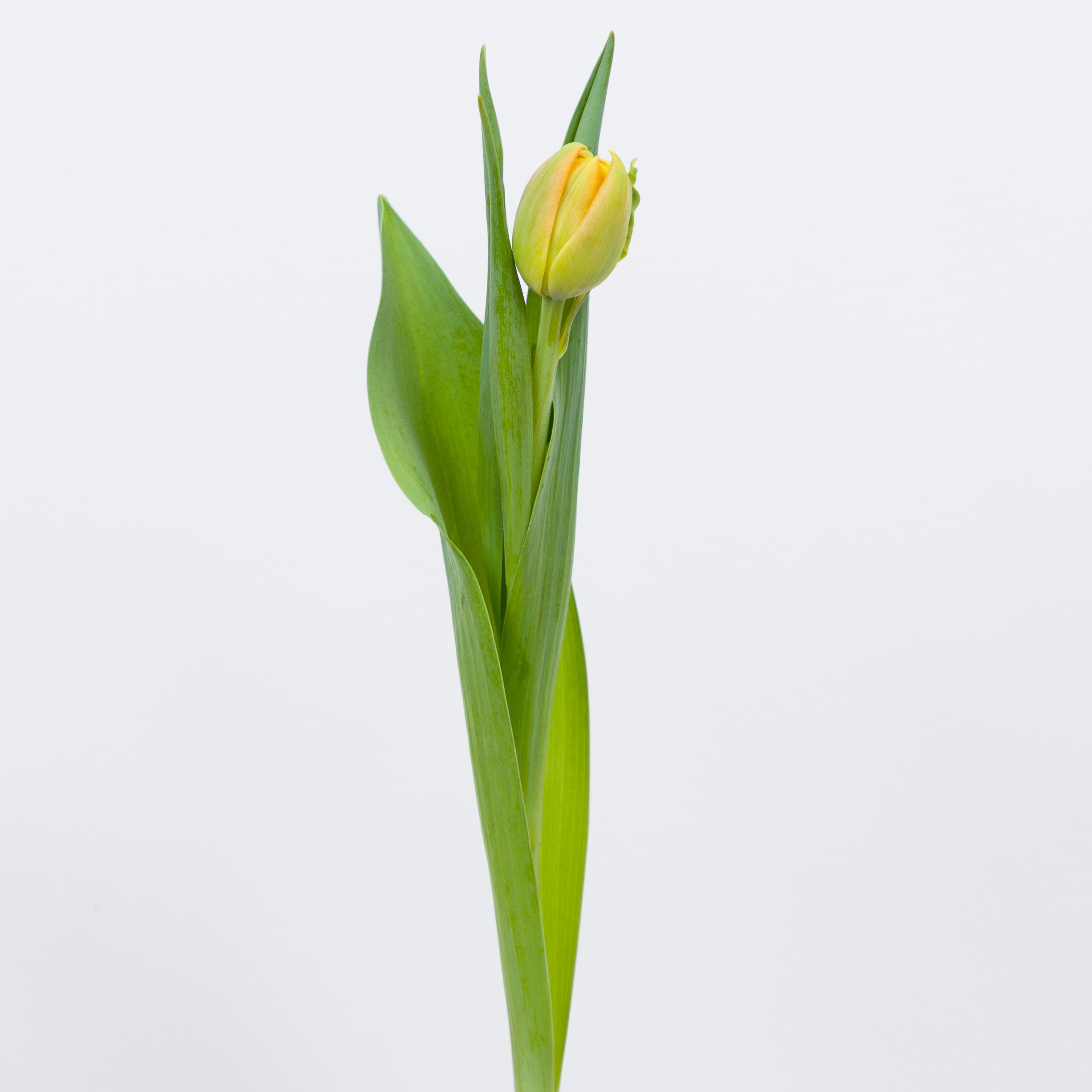 50x Tulipa monte orange du 40cm