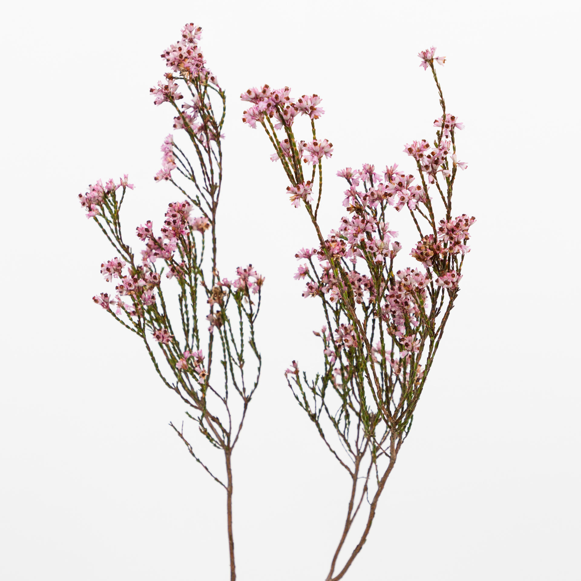 10x Pg erica pink 50cm