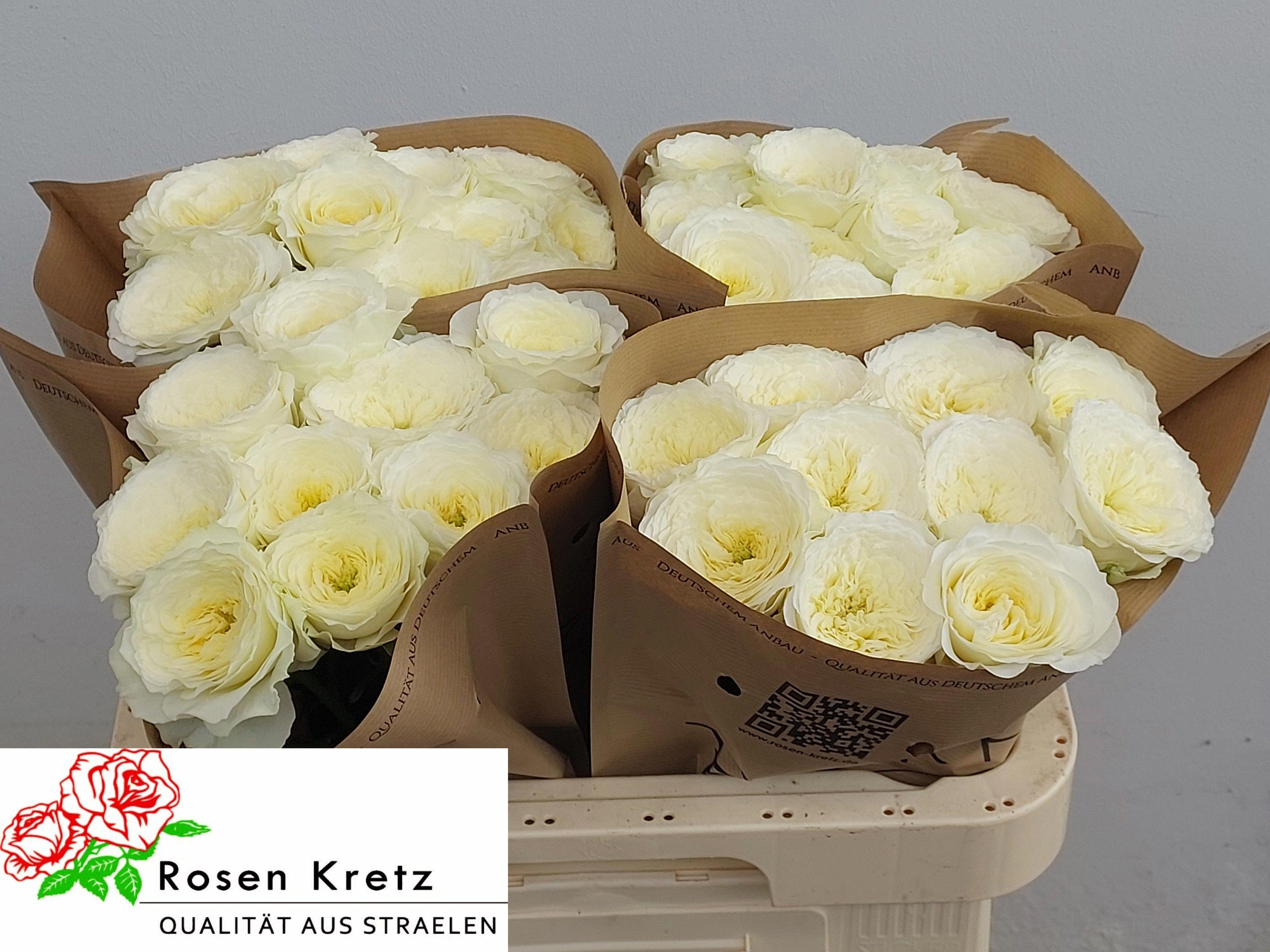 10x Rosa lotti+ 60cm