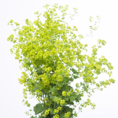 50x Alchemilla mollis robustica 50cm