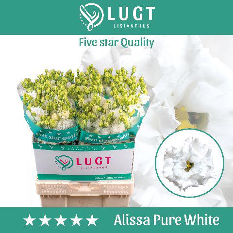 10x Eust.alissa pure white du 70cm