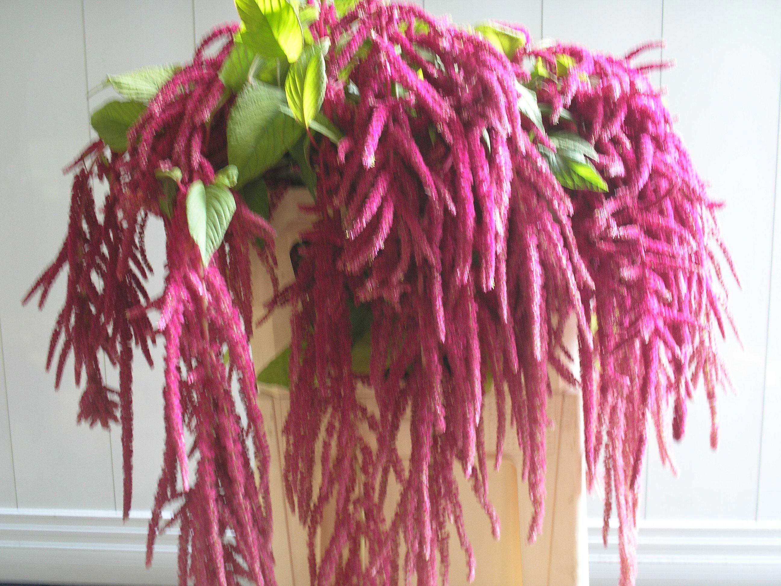 10x Amaran.hang love lies bleeding 80cm