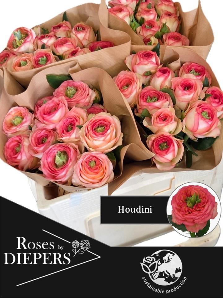 10x Rosa houdini summerhouse 40cm