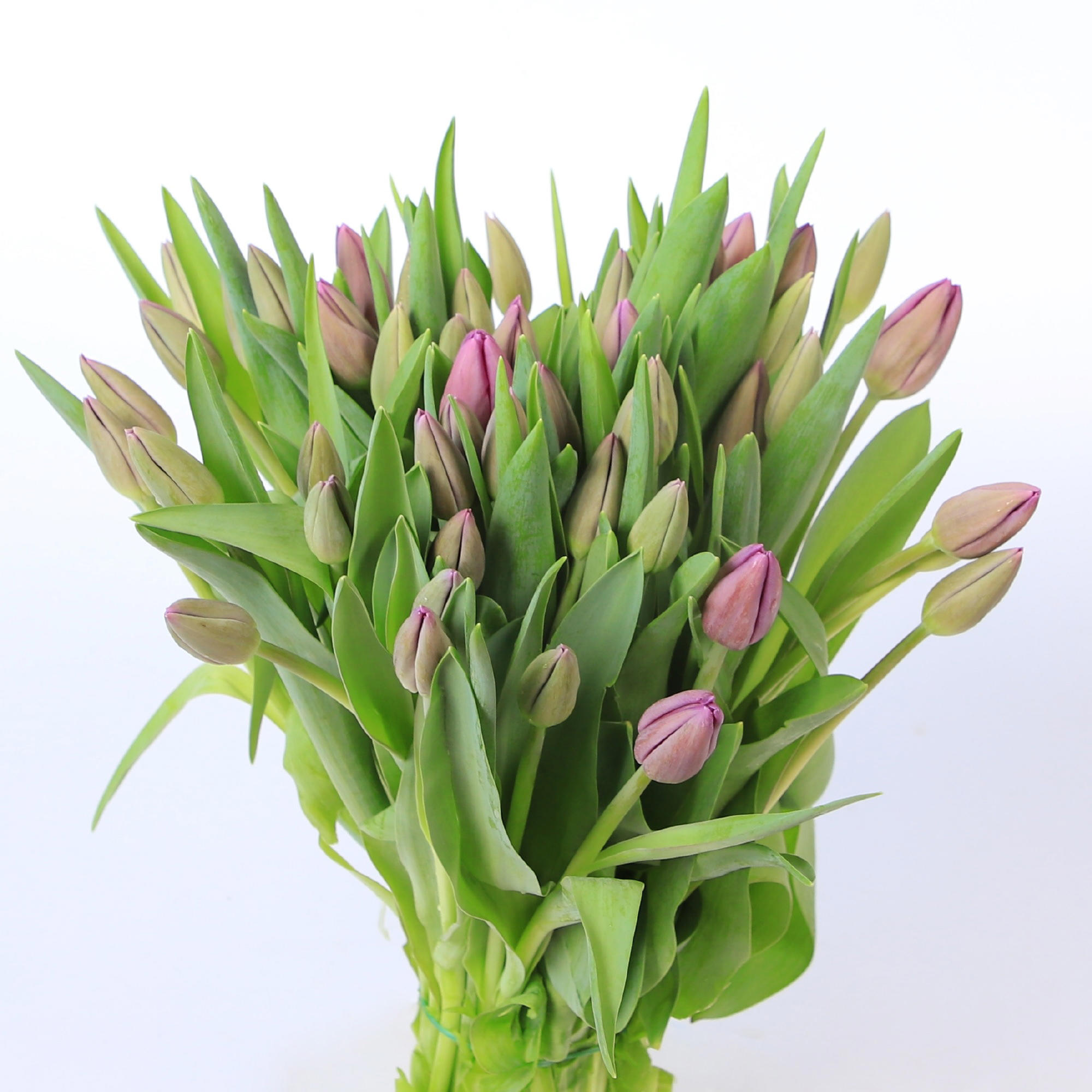 50x Tulipa bullit en 40cm