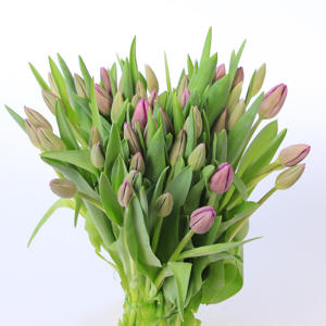 50x Tulipa bullit en 40cm