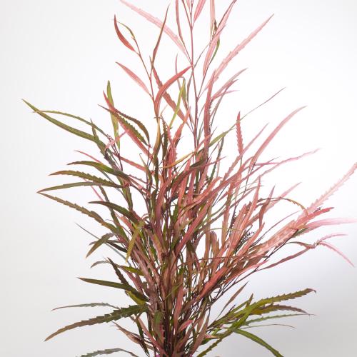 5x Sg grevil.bl.(v) roze 70cm