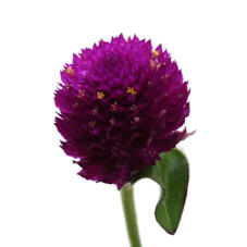 50x Gomphrena - paars 50cm