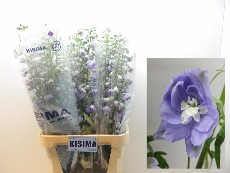 10x Delph.magic fountain lavender du 80cm