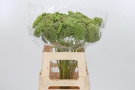 25x Ammi green mist 60cm