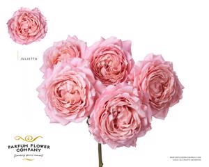 12x Rosa julietta 50cm